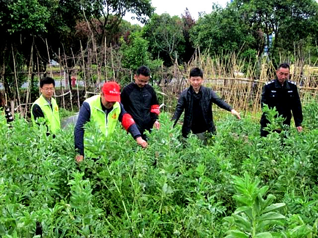 [奉贤]金海社区禁毒办到屠家村巡查督导禁种铲