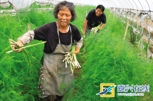 东方网-嘉兴接轨上海动作频频 金山平湖深度推