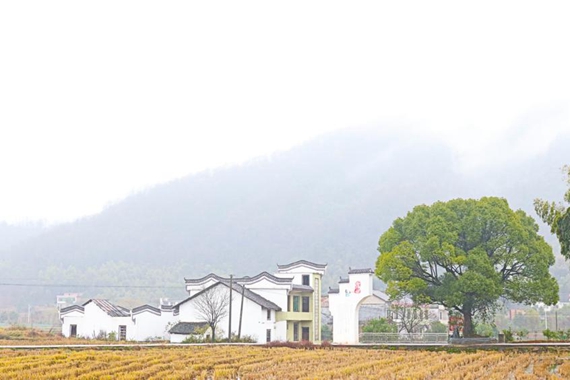 "白墙黛瓦马头墙"的湘南民居,"竹篱菜畦绿满园"的菜地,高陂村风景如画
