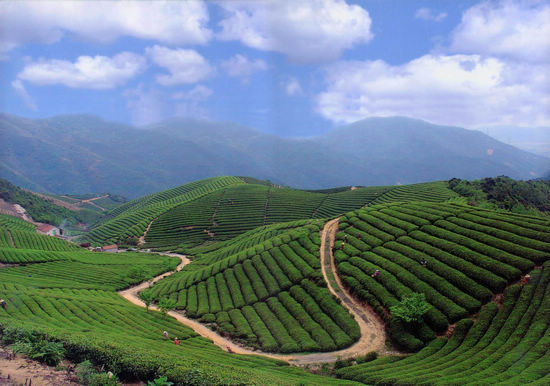 余杭:径山茶香飘万里