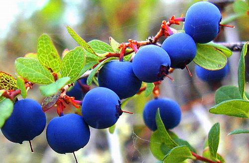 伟德bv1946官网-汆、氽、籴怎么读啥意思？不要闹笑话